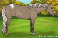 Horse Color:Silver Grullo Appaloosa 