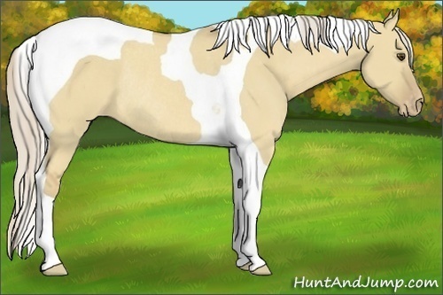 Horse Color:Palomino Dun Tobiano Varnish Rabicano 