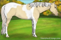 Horse Color:Palomino Dun Tobiano Varnish Rabicano 