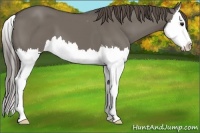 Horse Color:Grullo Splash Varnish 