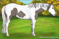 Horse Color:Silver Black Sabino Splash Tobiano Appaloosa 