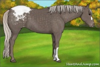 Horse Color:Silver Black Appaloosa 