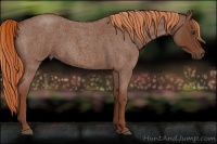 Horse Color:Red Roan