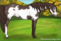 Horse Color:Liver Red Roan Frame
