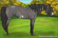 Horse Color:Liver Red Roan Frame  and Blue Roan Frame 