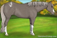 Horse Color:Silver Black Appaloosa 