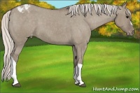 Horse Color:Silver Grullo Varnish 