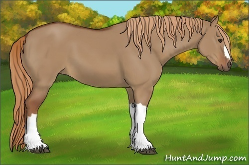Horse Color:Red Dun