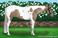 Horse Color:Black Pearl Tobiano 