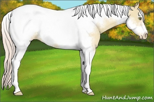 Horse Color:Silver Classic Champagne Dun Tobiano Frame Appaloosa 