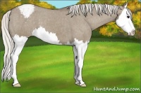 Horse Color:Silver Grullo Splash Appaloosa 