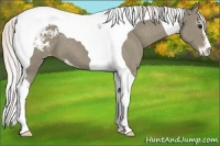 Horse Color:Silver Smoky Grullo Sabino Tobiano Varnish 