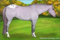 Horse Color:Brown Dun Appaloosa 