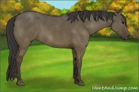 Horse Color:Smoky Grullo 