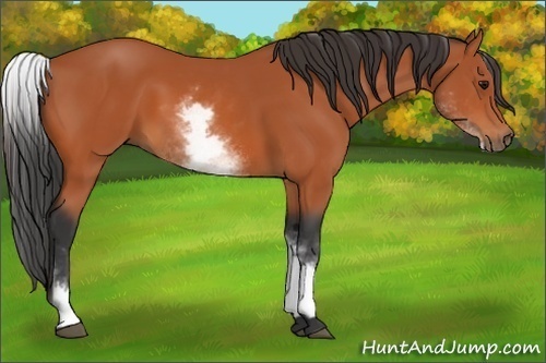 Horse Color:White Spotted Bay