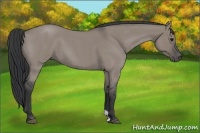Horse Color:Grullo Roan 