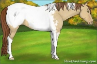 Horse Color:Sable Champagne Dun Tobiano Snowcap 