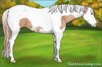 Horse Color:Brown Pearl Splash Tobiano Appaloosa 