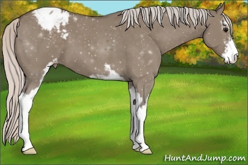 Horse Color:Silver Grullo Sabino Appaloosa 