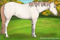 Horse Color:Amber Cream Champagne Pearl Varnish 