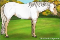 Horse Color:Palomino Roan Near Fewspot