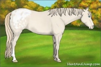 Horse Color:Perlino Roan Appaloosa 