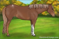 Horse Color:Chestnut Appaloosa 