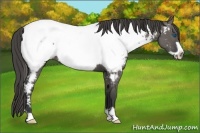 Horse Color:Grullo Frame Near Fewspot 