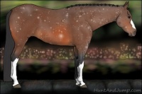 Horse Color:Bay Roan 