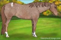 Horse Color:Chestnut Appaloosa 