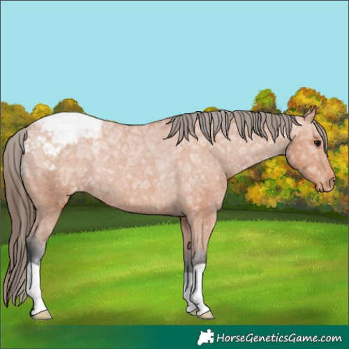Horse Color:Bay Ice Appaloosa Rabicano 