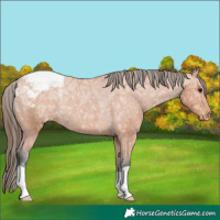 Horse Color:Bay Ice Snowcap Rabicano 