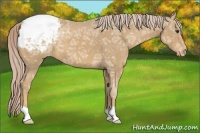 Horse Color:Palomino Ice Appaloosa 