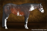 Horse Color:Brown Sabino