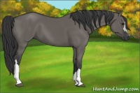 Horse Color:Grullo