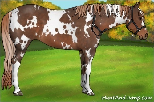Horse Color:White Spotted Liver Chestnut 