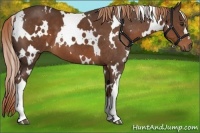 Horse Color:White Spotted Liver Chestnut