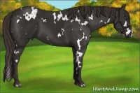 Horse Color:White Spotted Liver Chestnut 