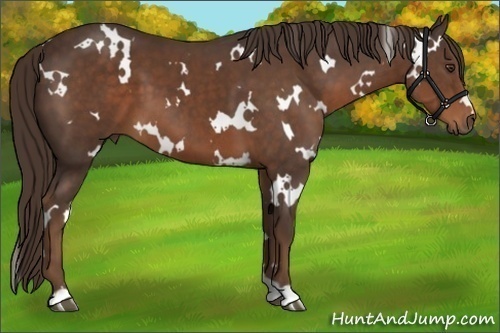 Horse Color:White Spotted Liver Chestnut 