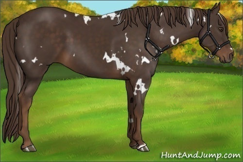 Horse Color:White Spotted Liver Chestnut 