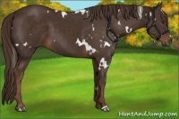 Horse Color:White Spotted Liver Chestnut