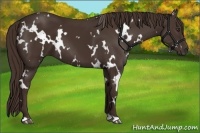 Horse Color:White Spotted Liver Chestnut