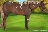 Horse Color:White Spotted Liver Chestnut 