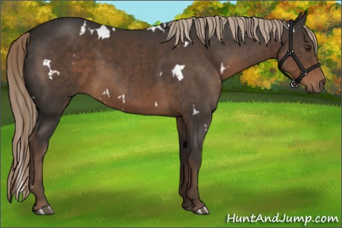 Horse Color:White Spotted Liver Chestnut 