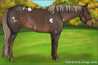 Horse Color:White Spotted Liver Chestnut 