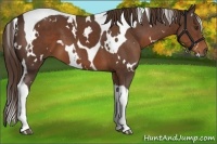 Horse Color:White Spotted Liver Chestnut Tobiano 