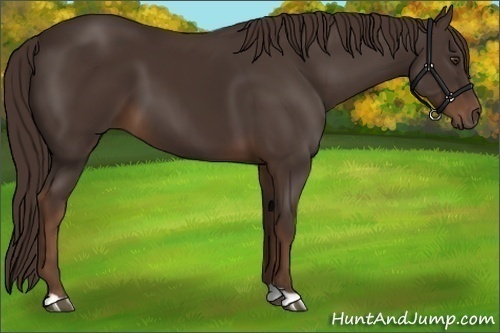 Horse Color:Liver Chestnut 
