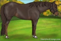 Horse Color:Liver Chestnut 