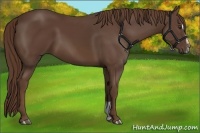 Horse Color:Liver Chestnut Sabino
