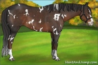 Horse Color:White Spotted Liver Chestnut Splash 